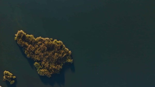 Quels légumes feuillus verts sont à privilégier pour un iguane bleu?