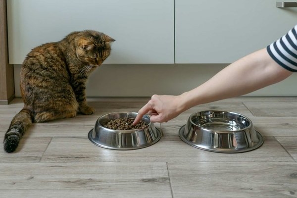 Meilleur repas pour chat : différents types d'aliments, ingrédients à privilégier et à éviter