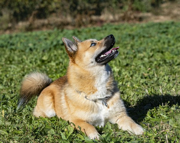 Venez découvrir la race du Pomsky, le chien idéal pour être votre compagnon
