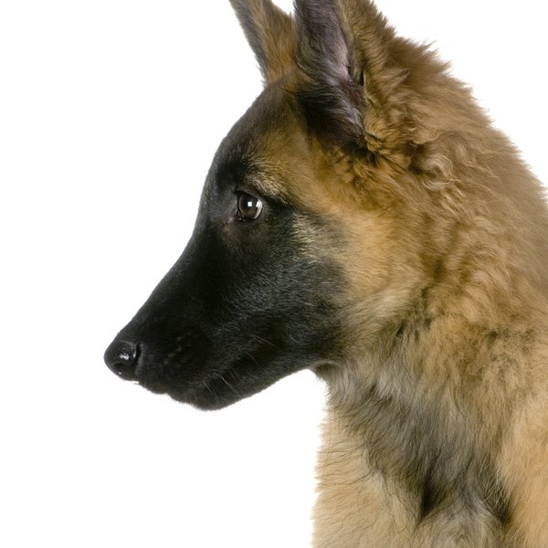 Actualité des chiens : conseils, santé et races à découvrir