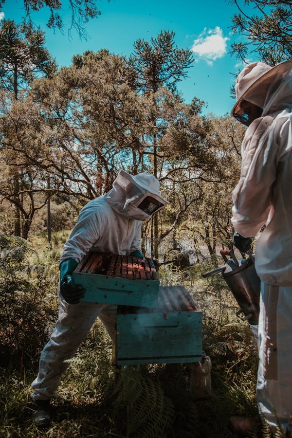 Matériel d'apiculteur : tout pour débuter ou se perfectionner